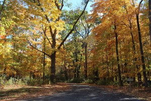 An autumn day at the Holiday Home Camp