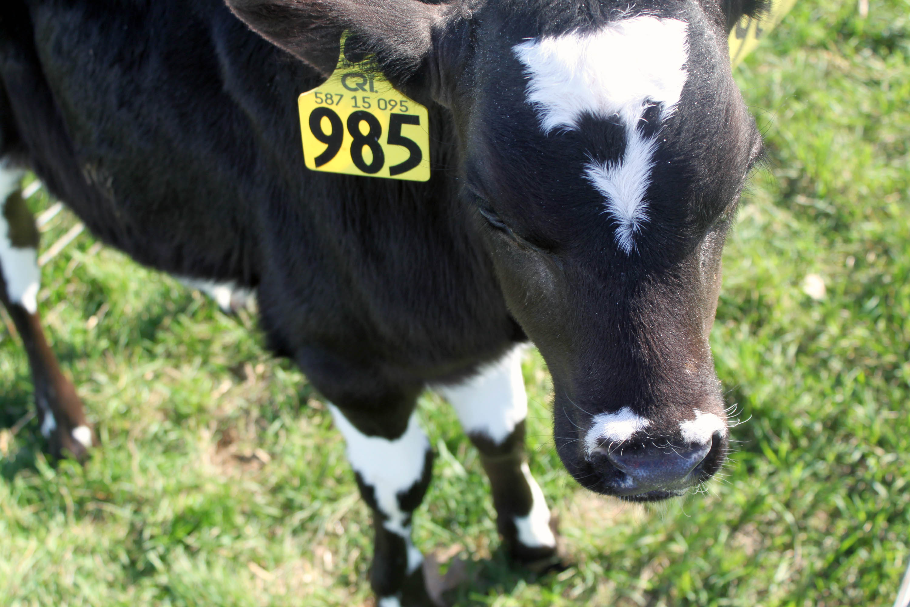 A newly born calf at one of the two Sassy Cow Creamery farms enjoys the brisk fall air.